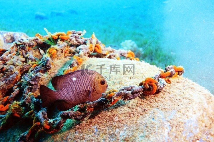 珊瑚礁上罕见的咸水鱼