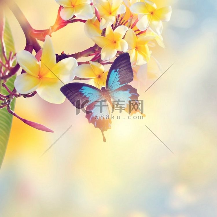 蓝色热带蝴蝶黄色花与阳光