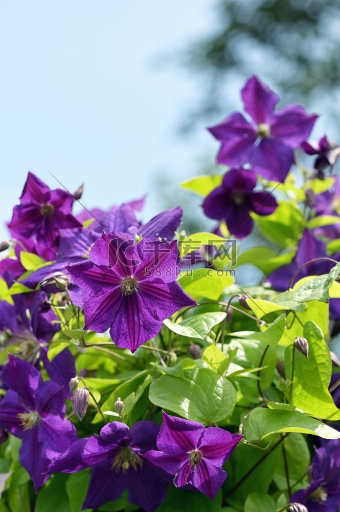 花园中的紫线莲花