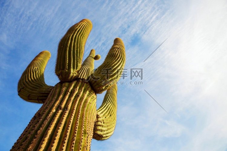 大Saguaro仙人掌在一个山