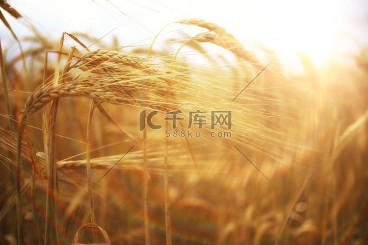小麦小穗在田间纹理农业