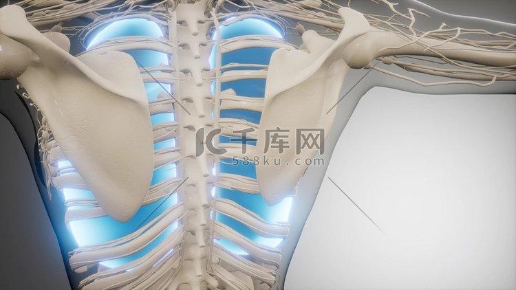 人体肺部发光的科学解剖扫描人体