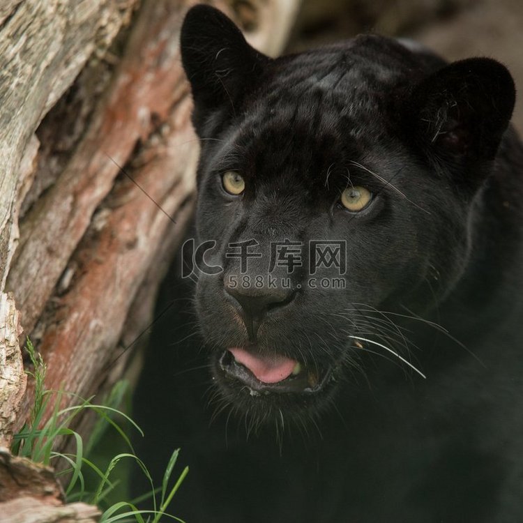 美丽的肖像黑豹黑豹在五颜六色。