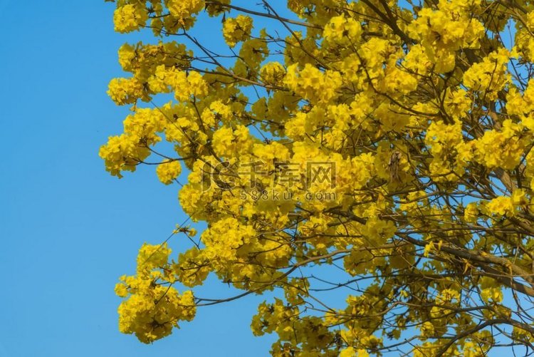 黄色的花开在春天时间在天空背景