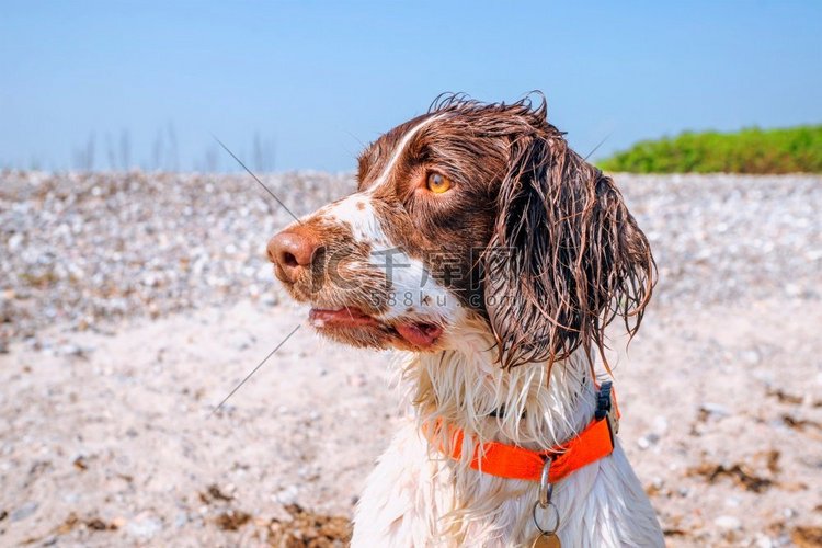 斯普林格猎犬与湿毛皮由海滩在夏