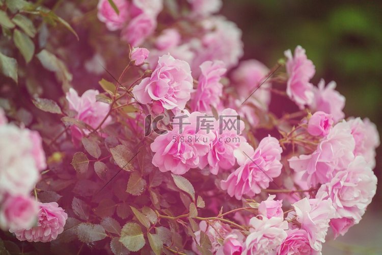 粉红玫瑰，美丽的自然背景