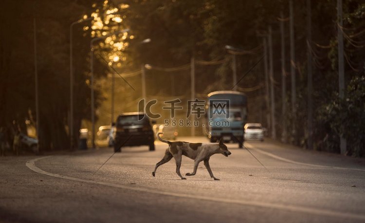 狗穿过街道