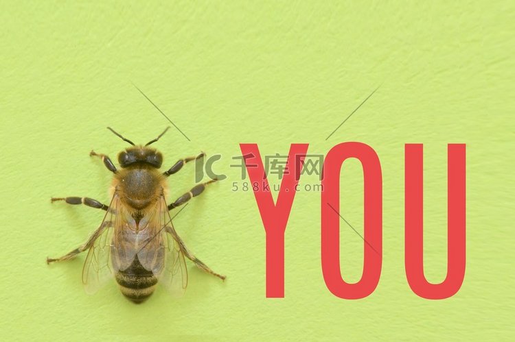 蜜蜂你绿墙上的比喻或比喻