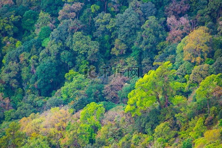 泰国五彩缤纷的热带森林