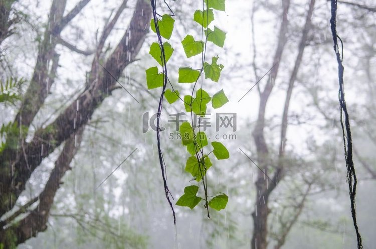 热带雨林植物