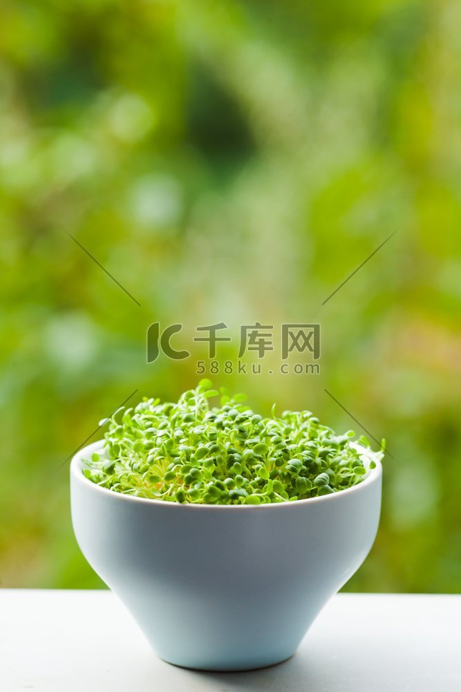陶瓷碗中的有机微绿覆盖着散焦的