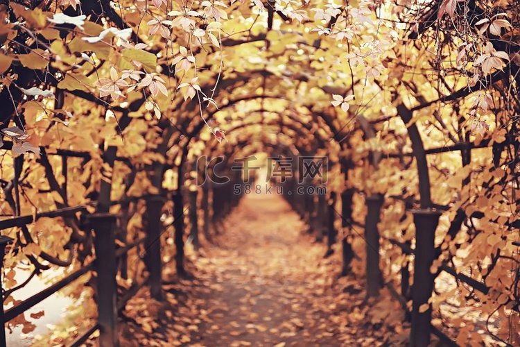 秋天的风景/秋天公园的黄色树木