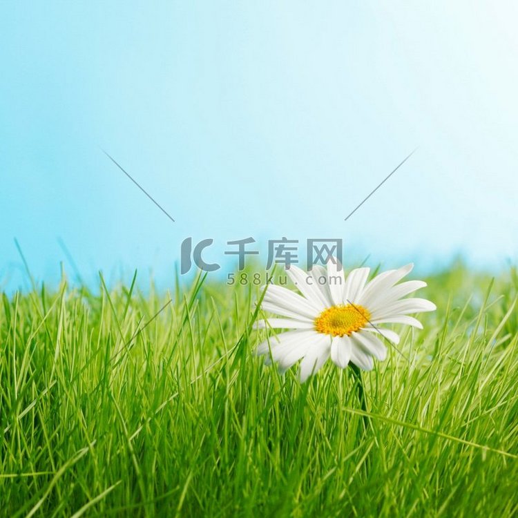 一朵雏菊在绿草地上，