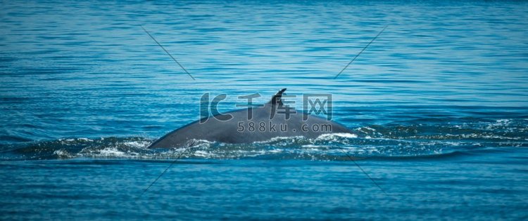 在泰国湾观赏S鲸鱼
