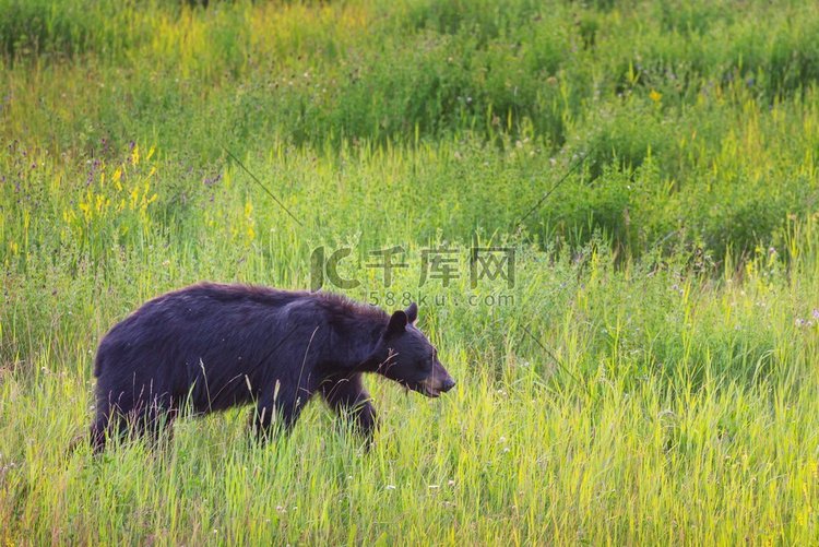 黑熊在森林，加拿大，夏季