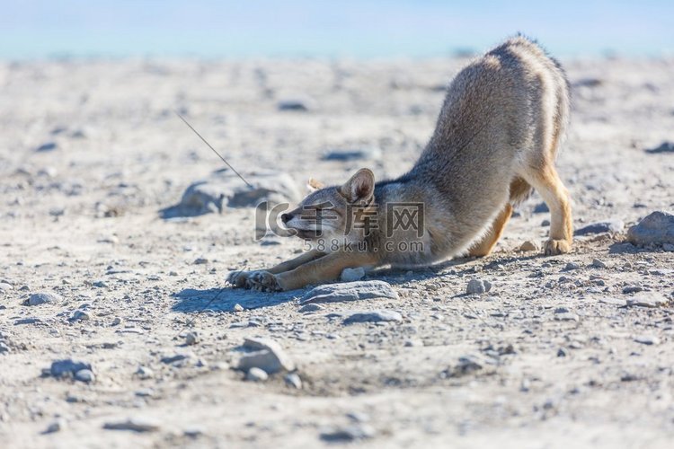 南美灰狐（Lycalopex 