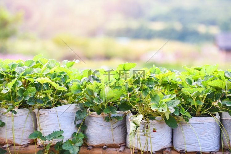 草莓在罐与绿叶在花园/种植树草