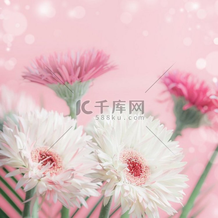 粉色雏菊或非洲菊花束，粉色背景