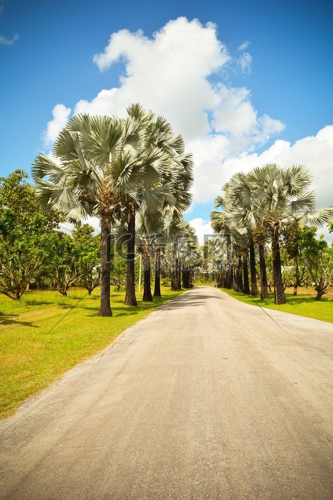 棕榈树路边在公园花园与道路在明