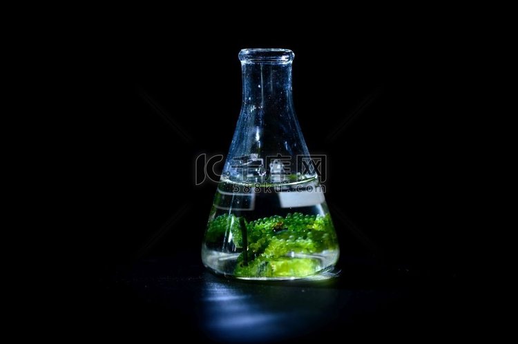 实验室藻类研究，生物技术科学概