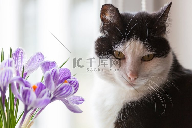 猫和花。猫闻花香