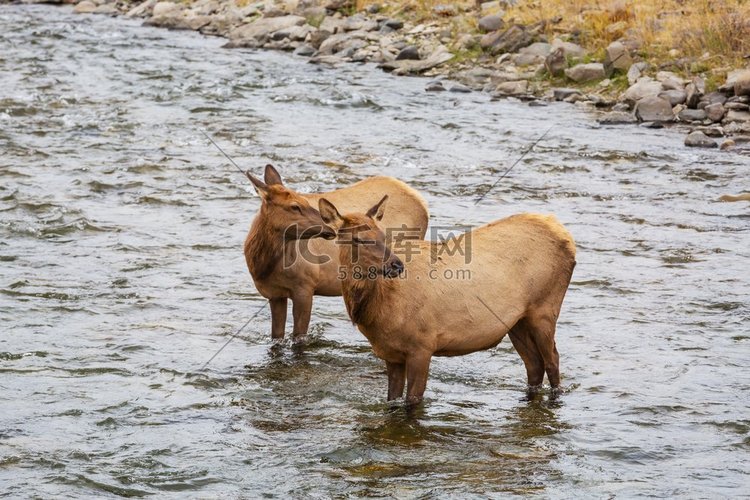 黄石国家公园里，两只麋鹿站在沸
