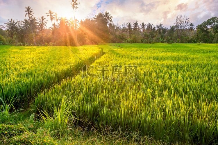 印度尼西亚巴厘岛乌布周围的水稻