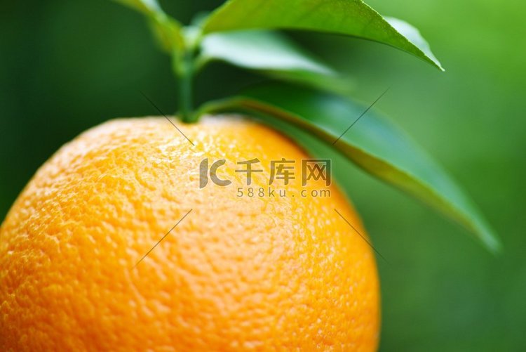 在自然绿色背景的橙果在夏天/新