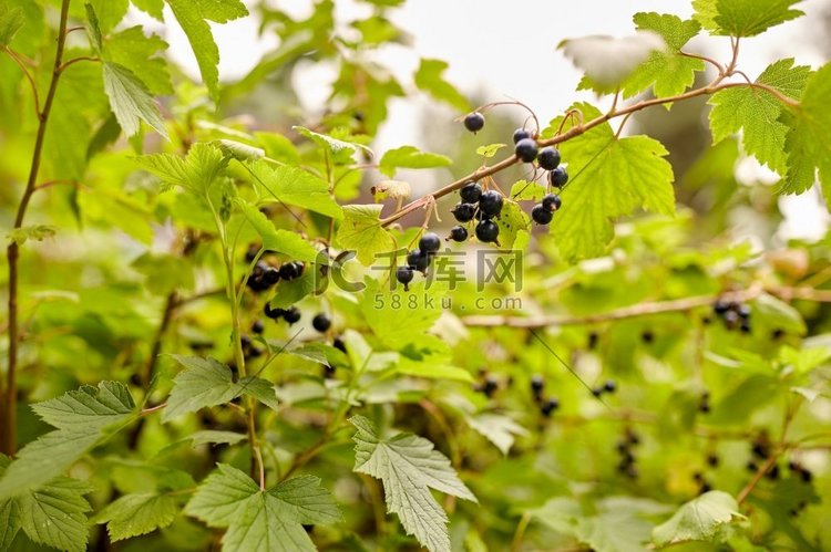 园艺，农业和植物学概念-夏季花