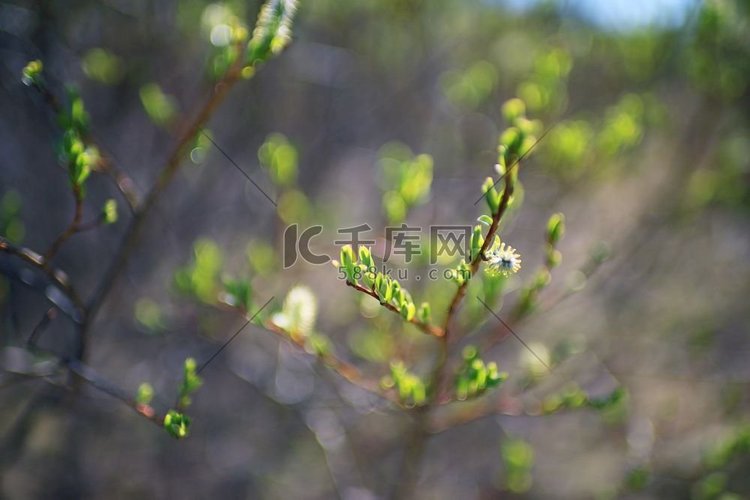 嫩绿的叶子春天的背景