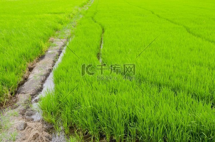 泰国农业区，乡下的稻田