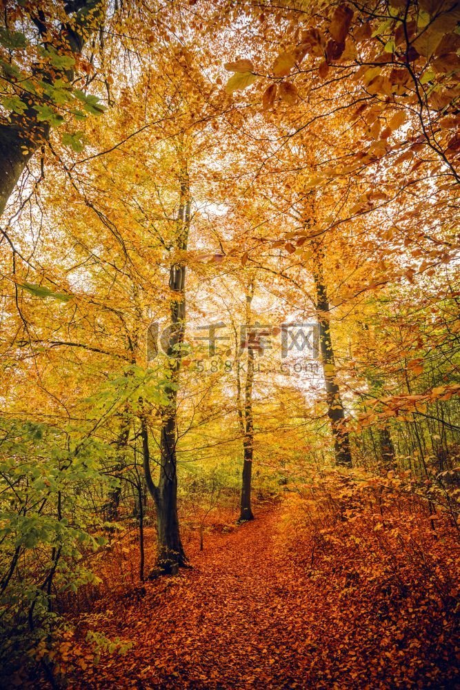 森林里的秋天颜色，秋天的树木是