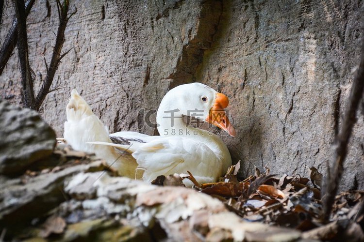 白鹅鸭孵化蛋在地面上与干叶