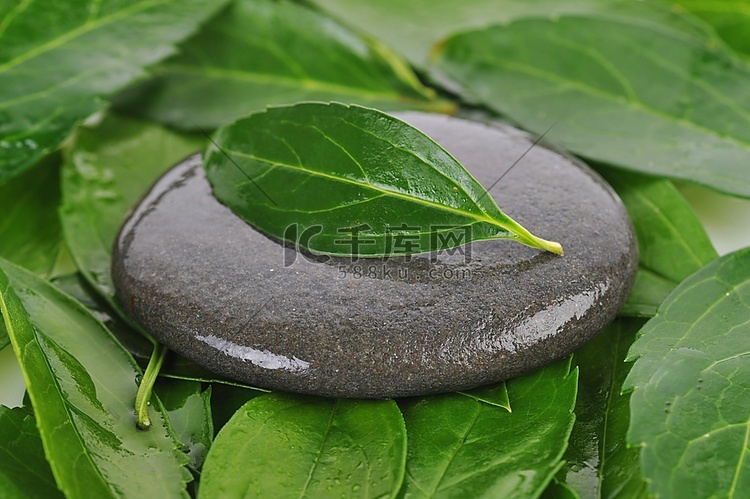 湿润的绿叶和灰色的石头