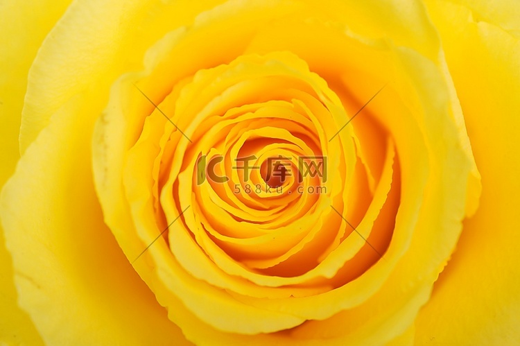 绽放美丽的黄玫瑰近距离观察