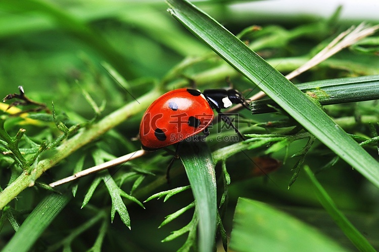 绿色草地上的红色瓢虫，上面有七