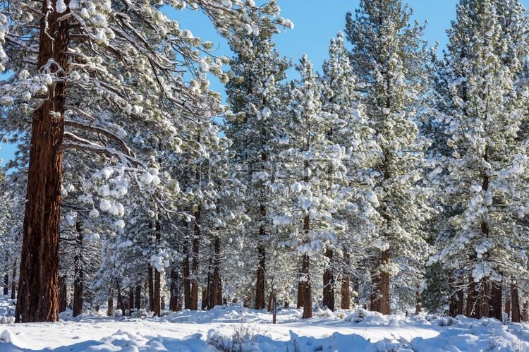 冬季的风景白雪覆盖的森林。圣诞
