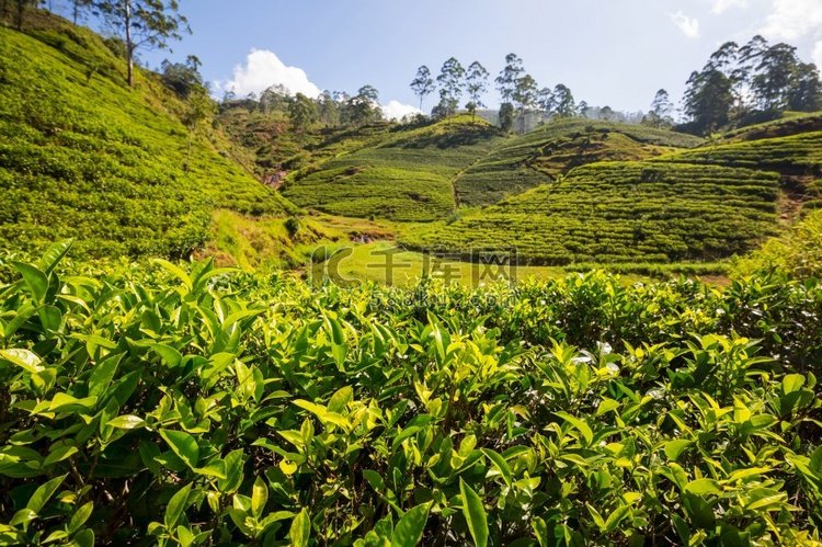绿色自然景观_斯里兰卡茶园