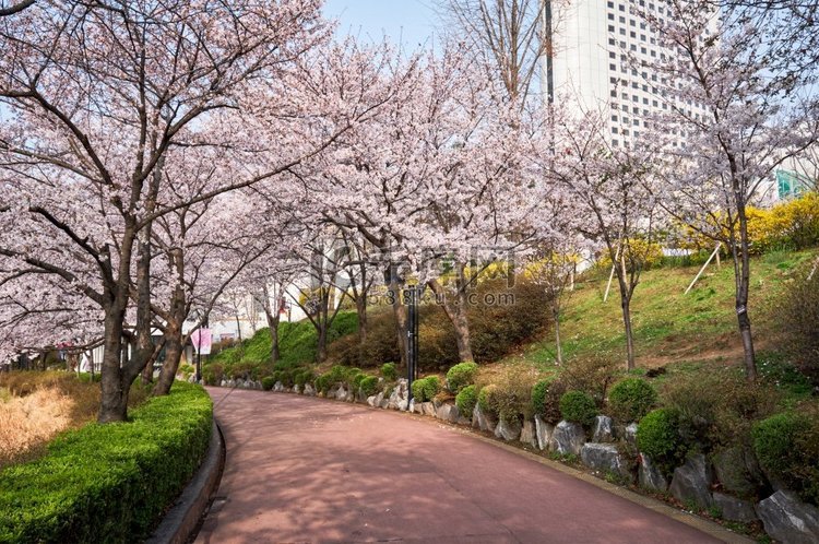 春暖花开的樱花巷，韩国首尔世川