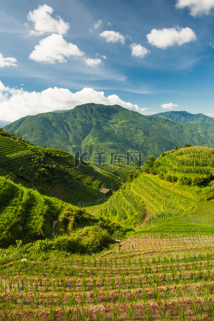 在中国的水稻梯田的垂直景观照片