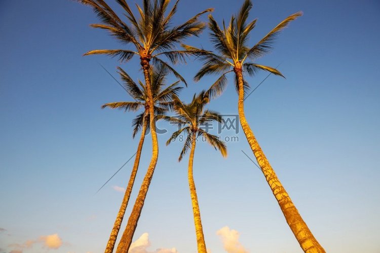 热带海滩上的绿棕榈