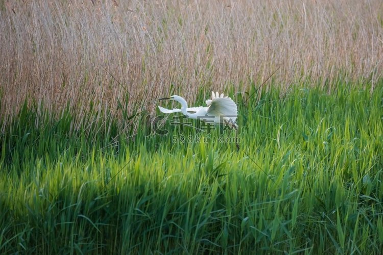 美丽的大白鹭在春日的阳光下在湿