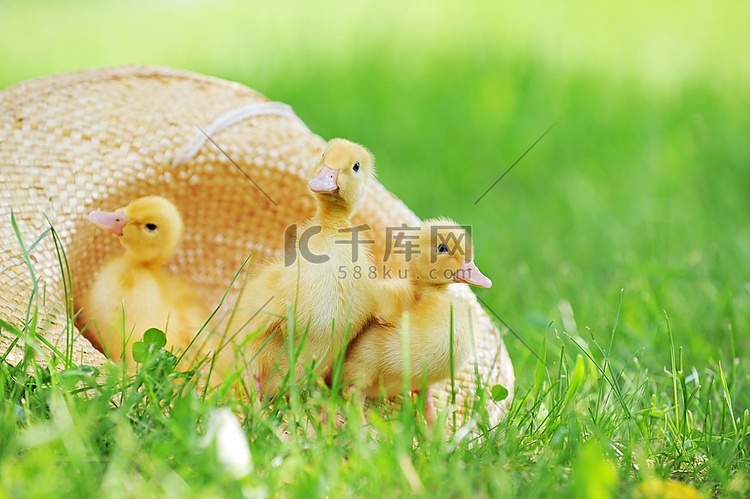 三个可爱的毛茸茸的小鸭子坐在草