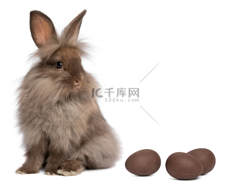 与巧克力蛋巧克力狮子头小兔子