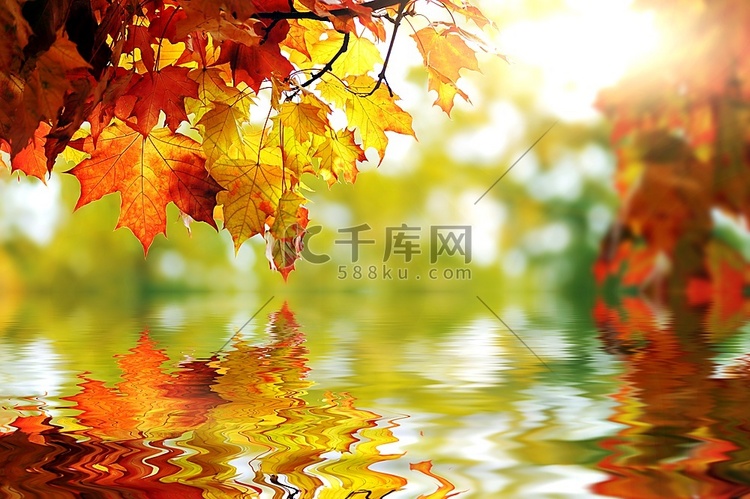 公园里美丽的秋叶五颜六色