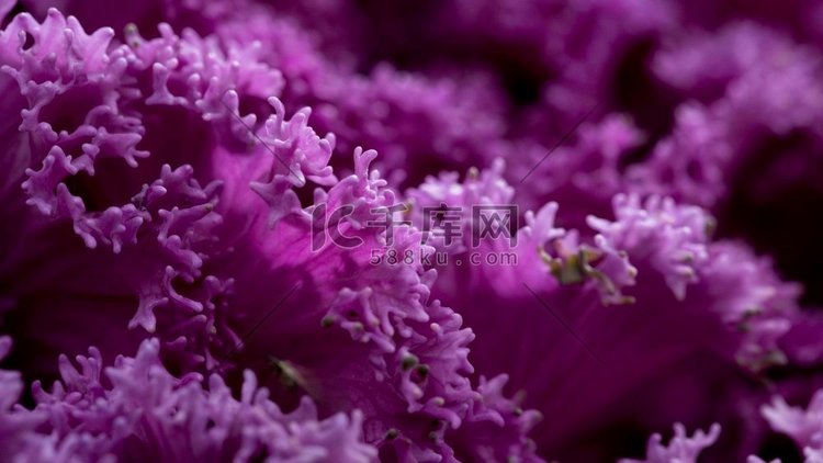 关闭美丽的紫色花朵