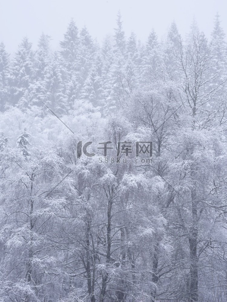 雪覆盖的树的美丽的简单风景图象