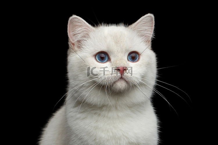 特写毛茸茸的英国品种猫白色，迷