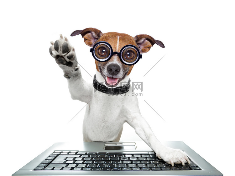 愚蠢的计算机的狗