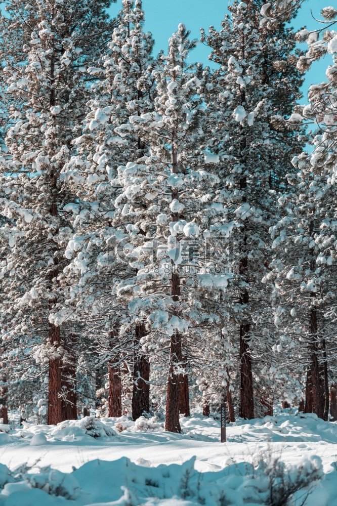 冬季风景秀丽的白雪覆盖的森林。